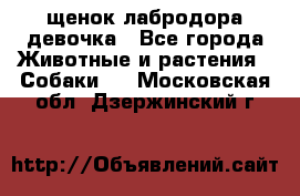 щенок лабродора девочка - Все города Животные и растения » Собаки   . Московская обл.,Дзержинский г.